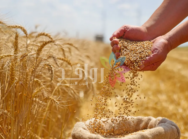 الصوامع: مخزون القمح يكفي 10 أشهر والشعير 8