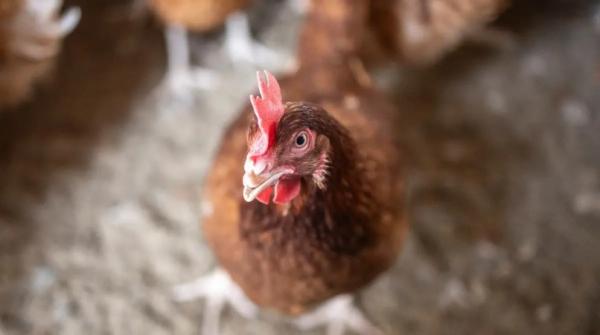 تفش لانفلونزا الطيور في إسرائيل ونفوق 90 طائرا