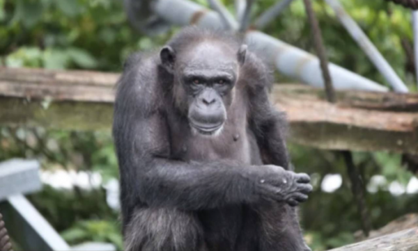 وفاة الشمبانزي العبقرية آي التي تعلَّمت العدّ والرسم