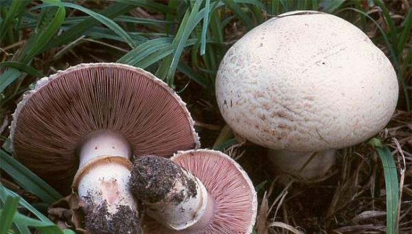 حالات تسمم بسبب تناول الفطر البري السام في لواء الكورة