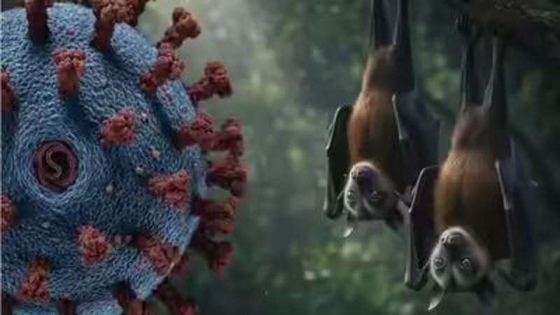 فيروس قاتل بلا لقاح.. الطراونة يحذّر من نيباه ويستبعد تحوّله إلى جائحة