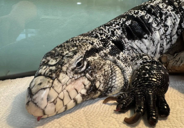 جلسة رقابية للبرلمان تناقش ردود الحكومة على 14 سؤالًا نيابيًا