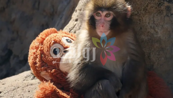 قصة القرد بانش ودميته المحشوة