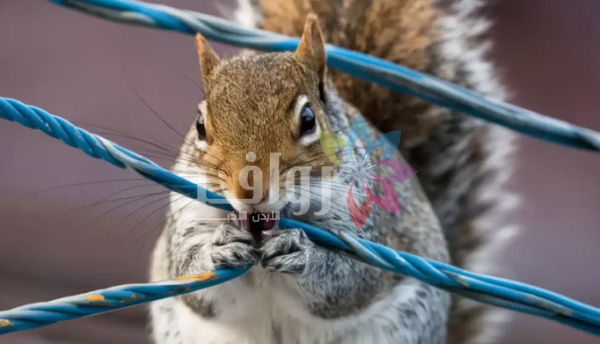 سنجاب يسبب عطلاً تقنياً في خدمات الهاتف والإنترنت