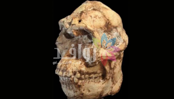 وجه من ملايين السنين