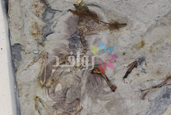 ديناصور يختنق بـ800 حجر في حلقه قبل 120 مليون عام