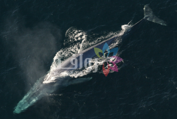 حياة حتى 200 عام لم تعد خيالاً .. سر العمر الطويل يكشفه حوت عملاق