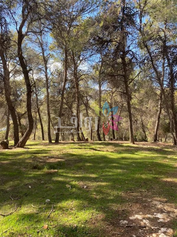 الموسم المطري يعزز التنوع الحيوي في محمية دبين