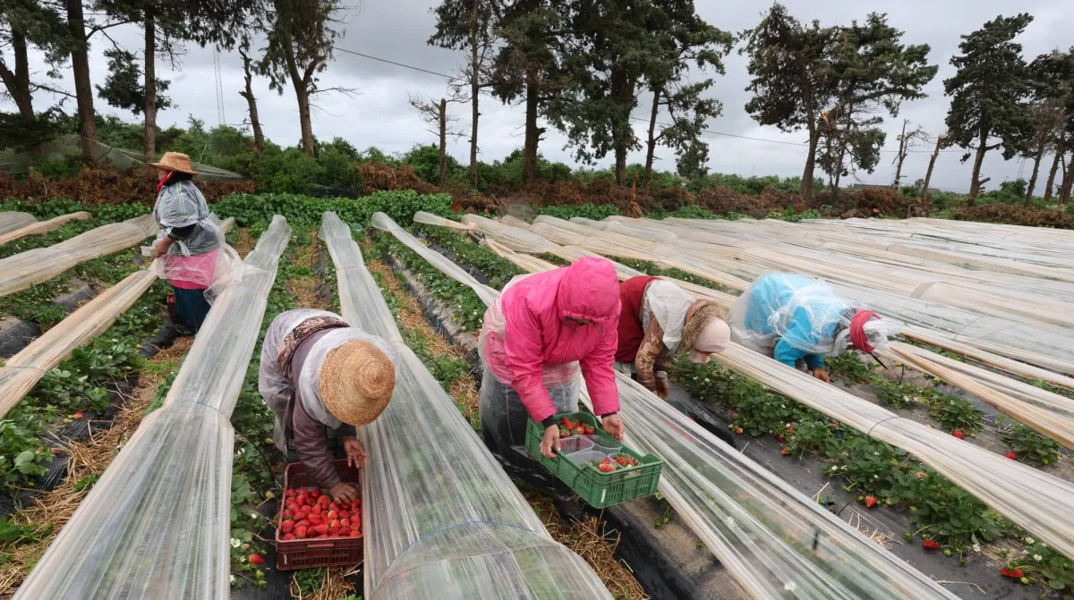 أزمة الأسمدة تهدد الأمن الغذائي العالمي وارتفاع أسعار الخبز