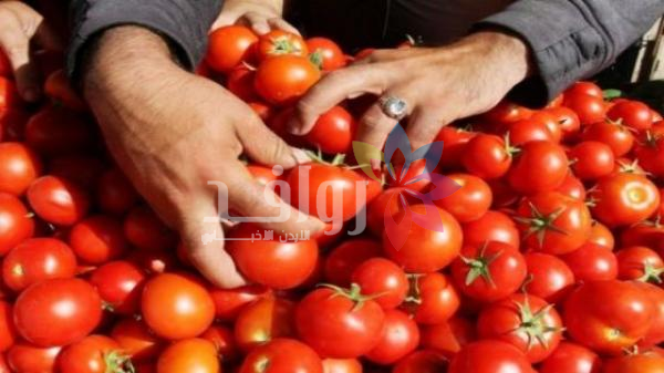 وزير الزراعة: السعر المقبول للبندورة بين 80 قرشا ودينار