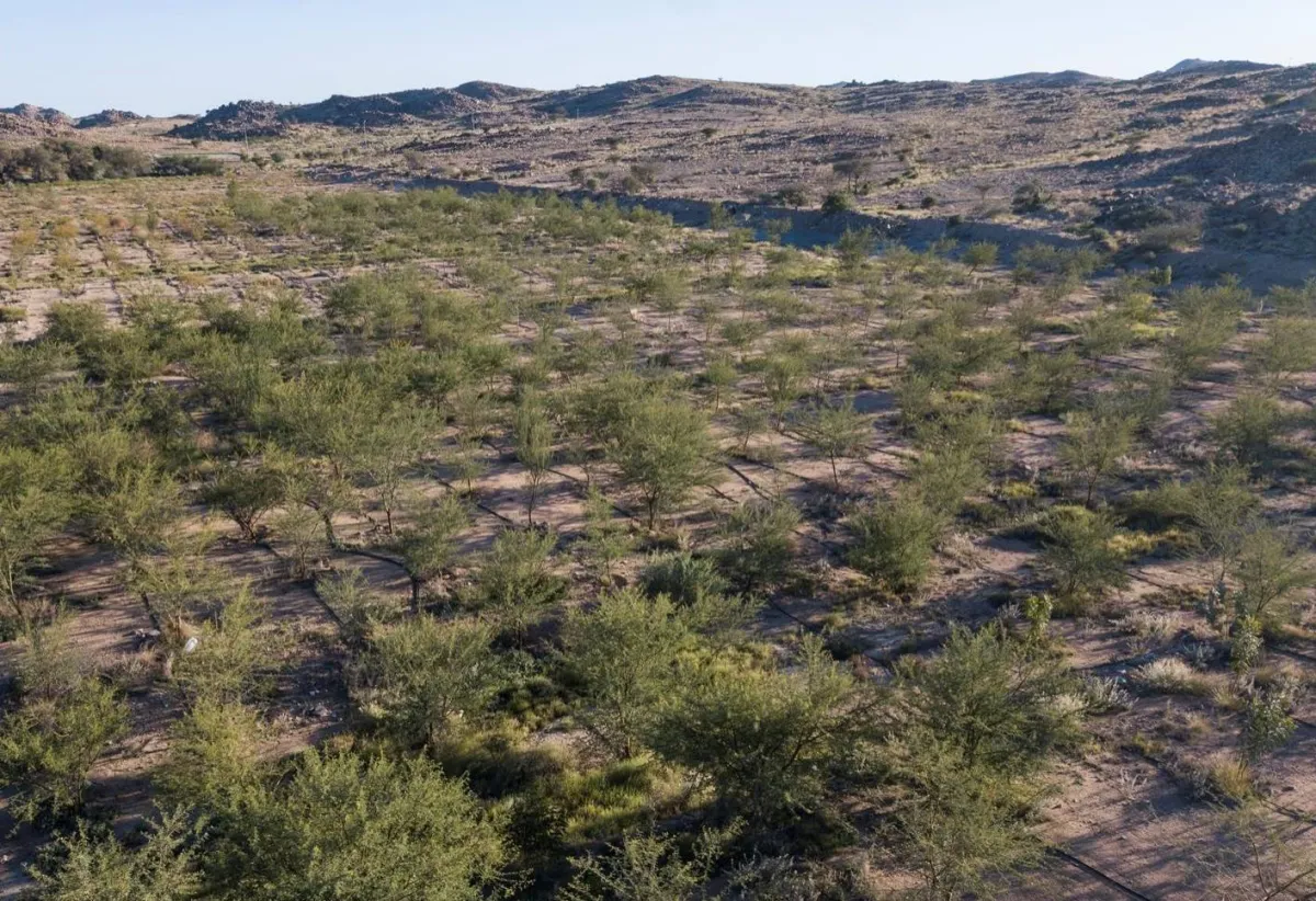 السعودية الخضراء: مبادرة تعزز الاستدامة وتحمي البيئة