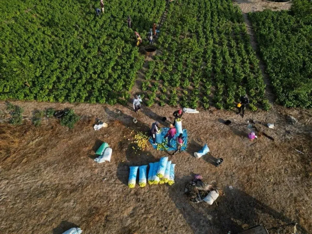 حرب ايران تهدد الامن الغذائي العالمي وارتفاع اسعار الاسمدة يفاقم الازمة