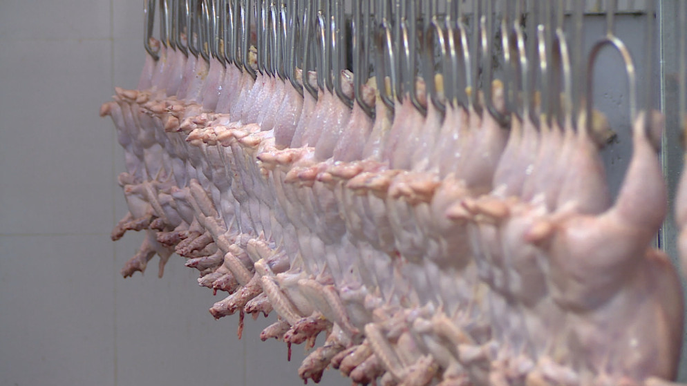 الزراعة الاردنية: اسعار الدواجن المحلية الاقل اقليميا رغم التحديات