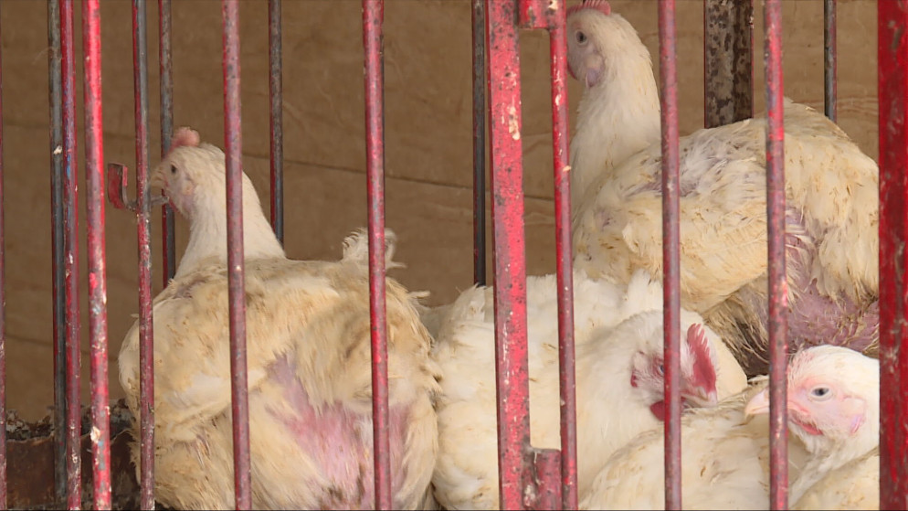 استقرار اسعار الدواجن رغم ارتفاع تكاليف الشحن