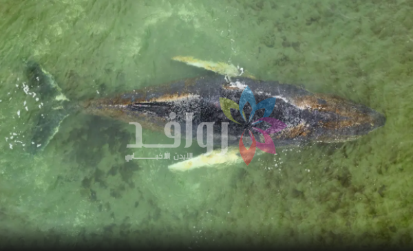 حوت أحدب عالق منذ أيام قبالة سواحل ألمانيا .. والسلطات تنتظر وفاته