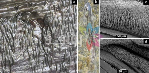 سمكة أفريقية صغيرة تتسلَّق شلالاً بارتفاع 15 متراً