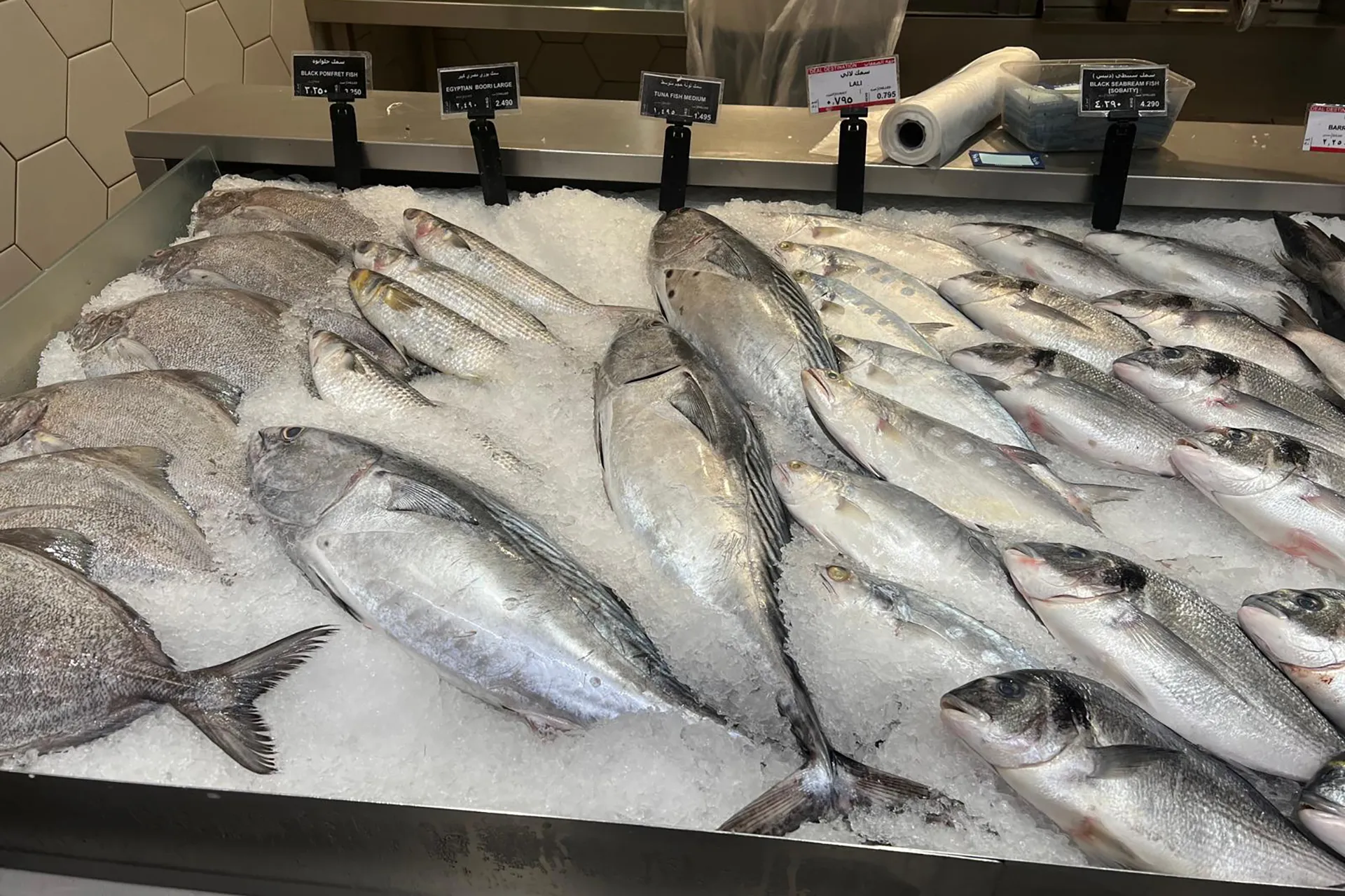 صيادو الكويت يواجهون التحديات لتوفير الأسماك رغم التوترات الإقليمية