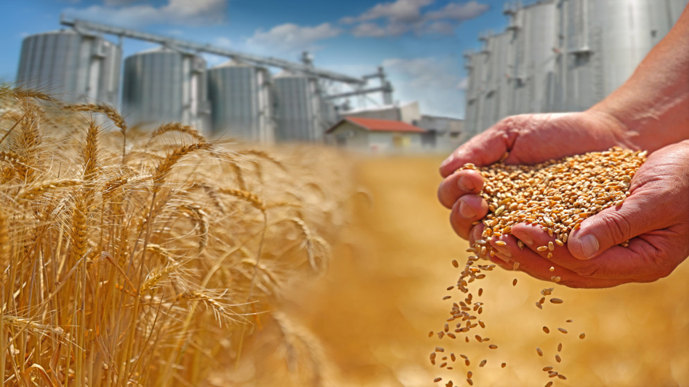 الاردن يطمئن: مخزون القمح يكفي 10 اشهر والشعير 8