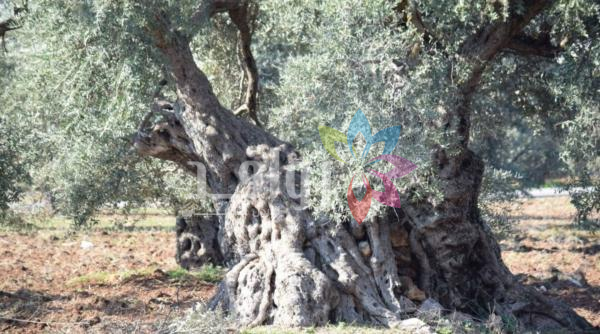 الأشجار المعمرة تعزز خصوبة التربة وتدعم الاستدامة البيئية في عجلون