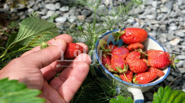 الوطني للمناهج: إتاحة كُتب الرياضيات المعتمدة لمرحلة التوجيهي للفصل الدراسي المقبل