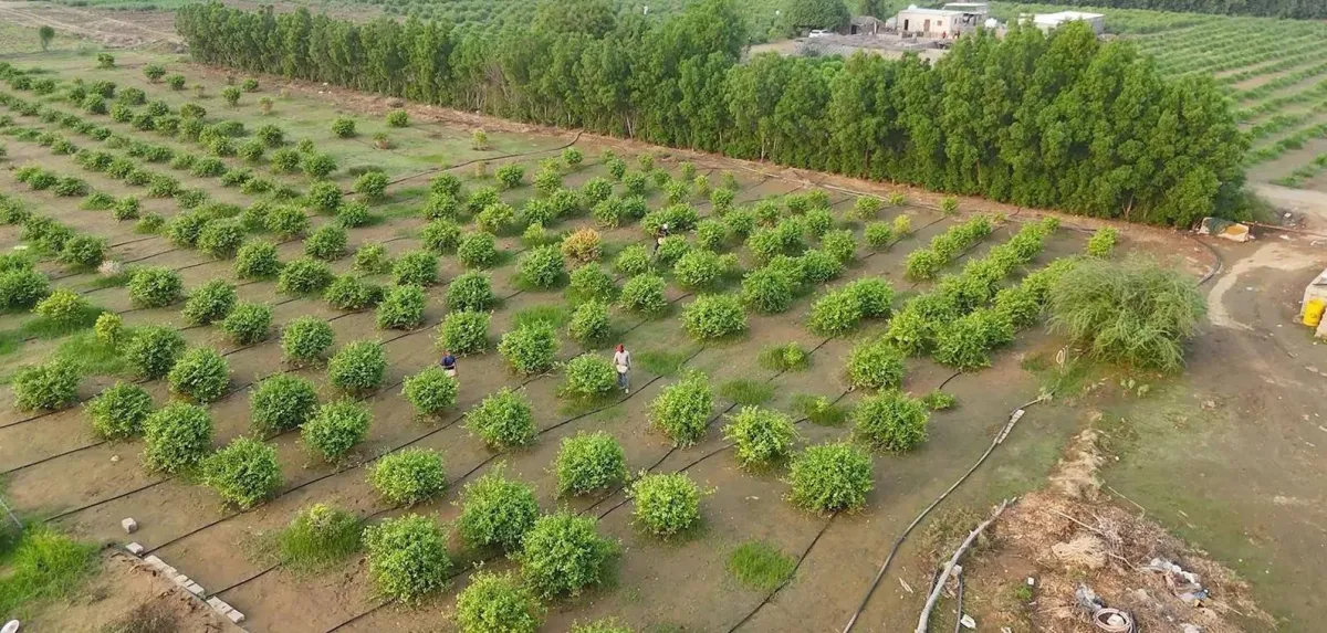 السعودية تضخ 1.7 مليار دولار لتعزيز الامن الغذائي