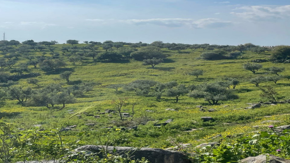 عجلون: الاشجار المعمرة تدعم خصوبة التربة وتعزز الاستدامة البيئية
