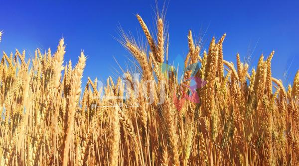 الزراعة: موسم ناجح فوق المعدل .. وترقب لزيادة كميات انتاج القمح والشعير