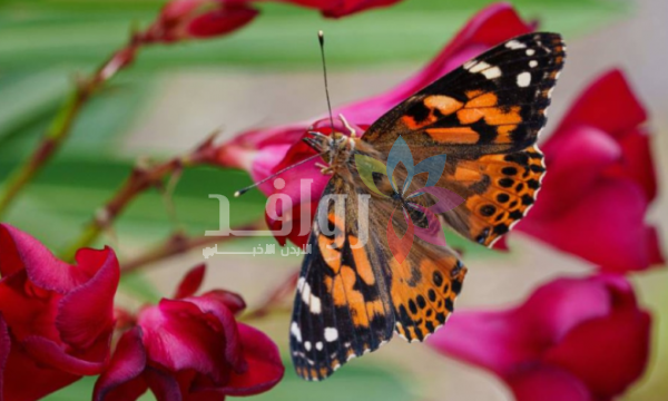 4200 كيلومتر دون هبوط .. أطول هجرة لفراشة في التاريخ