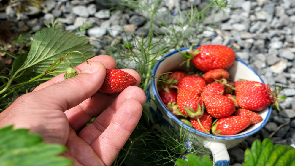 قفزة في أسعار المنتجين الزراعيين تسجل ارتفاعا ملحوظا