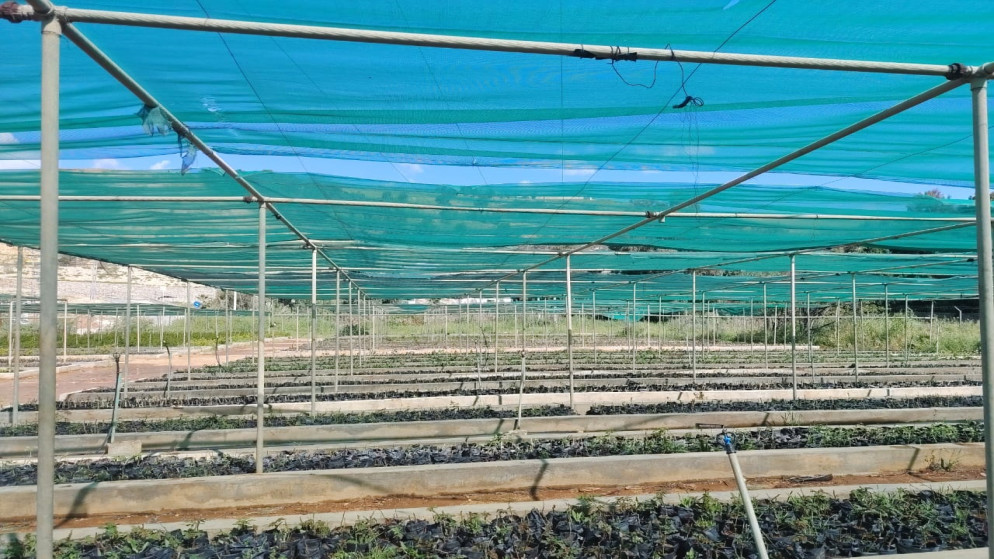 مشتل فيصل الزراعي يرفع إنتاجه بتقنيات حديثة