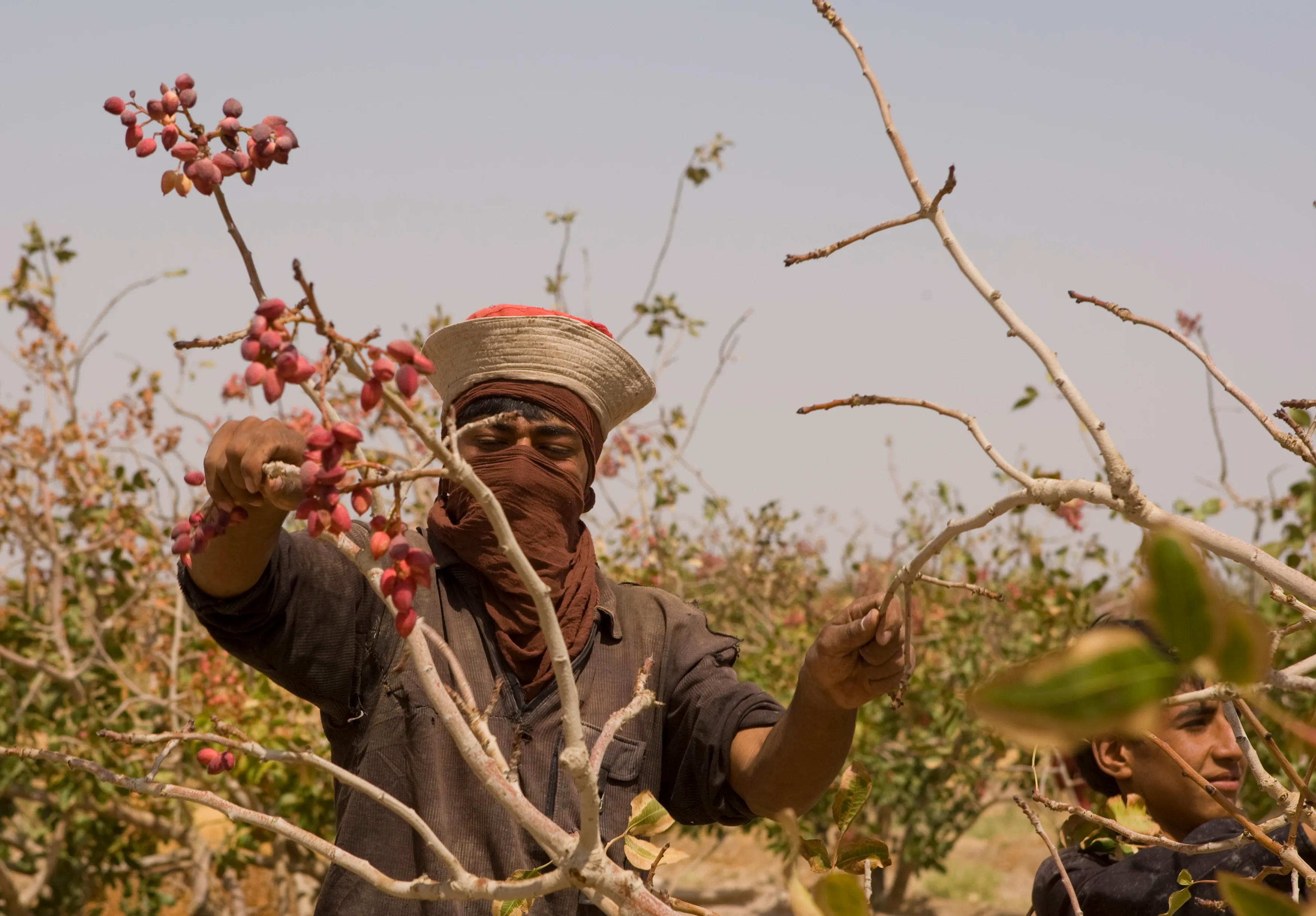 الحرب ترفع اسعار الفستق العالمية لمستويات قياسية