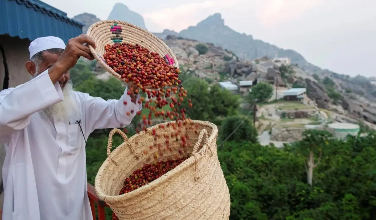 الشركة السعودية للقهوة تتولى قيادة مركز جازان لتطوير البن