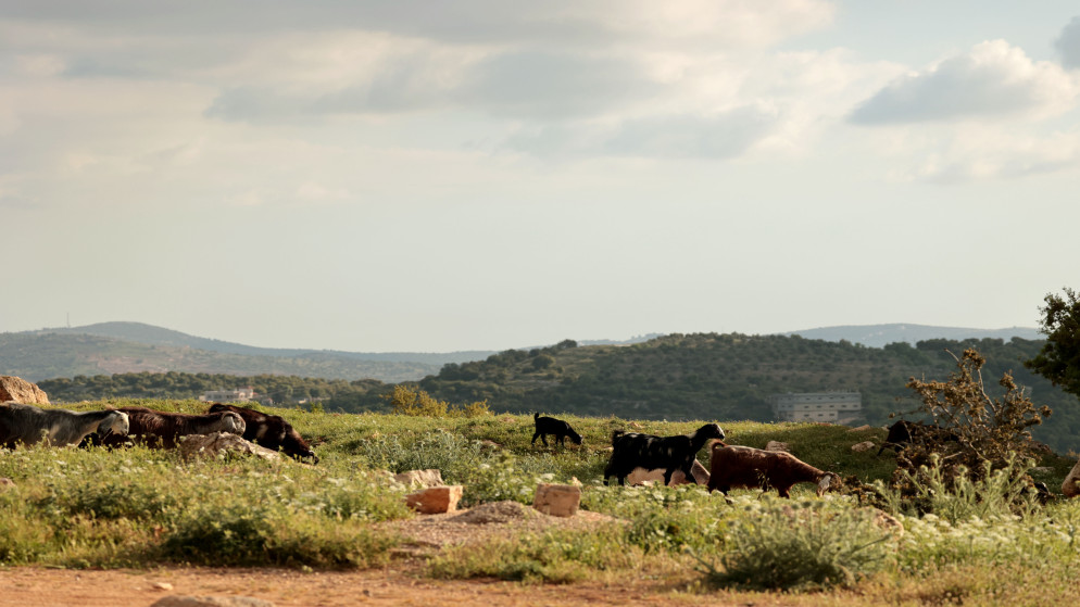 ارتفاع مرتقب للحرارة وطقس مشمس في الأردن