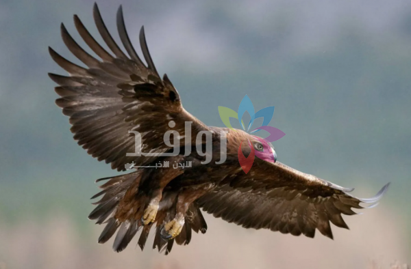 النسر الذهبي يحلق في سماء إنجلترا بعد غياب قرن ونصف