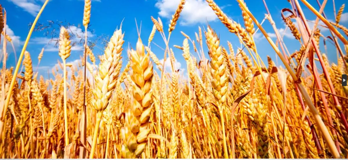 مصر تضاعف جهودها لتأمين القمح المحلي وسط أزمات الإمداد العالمية