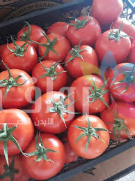 الزراعة عن أسعار البندورة: التجار يرفعون بسرعة ولا يستجيبون للانخفاض