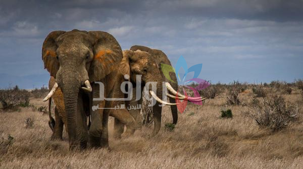 ليس خيالاً علمياً .. حيوان يسمع الأصوات من مسافة 160 كيلو متراً