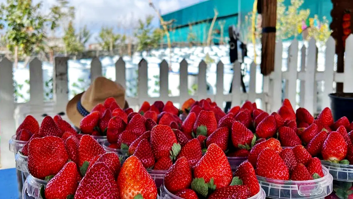 السعودية تعزز منظومة الأمن الغذائي والمائي ضمن رؤية 2030