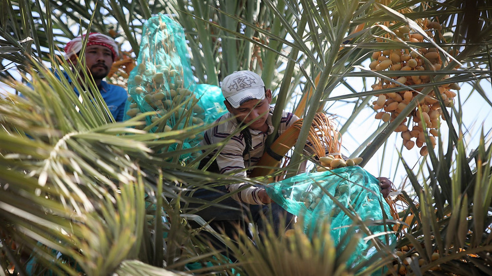 زراعة الازرق تطلق حملة مكافحة سوسة النخيل