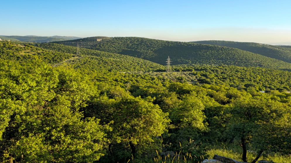 وزير الزراعة يوجه بحماية الثروة الحرجية في البلقاء