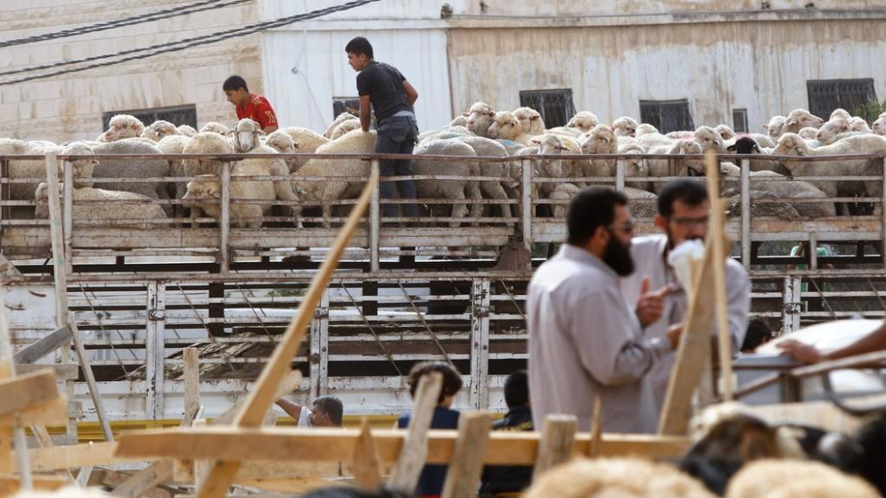توقعات اسعار الاضاحي في الاردن مقاربة لاسعار العام الماضي