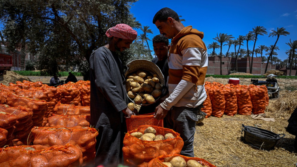 مزارعون مصريون يخفضون إنتاجهم بسبب ارتفاع أسعار الأسمدة والطاقة