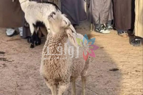 خروف رأسه مرفوع .. حماية المستهلك تنصح الأردنيين بآلية شراء الأضاحي