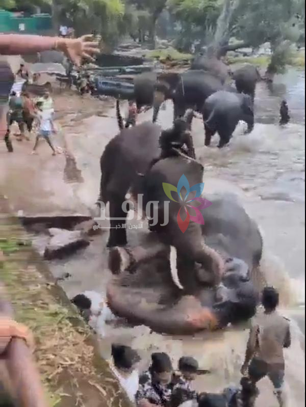 شجار بين فيلين ينتهي بمقتل شابة داخل مخيم سياحي