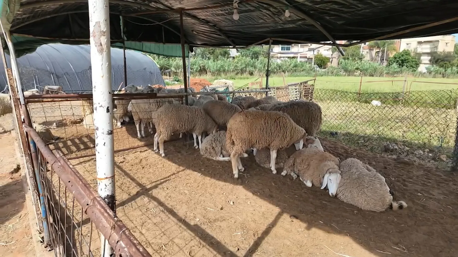الجزائر تواجه ارتفاع اسعار الاضاحي باستيراد وتنظيم رقمي