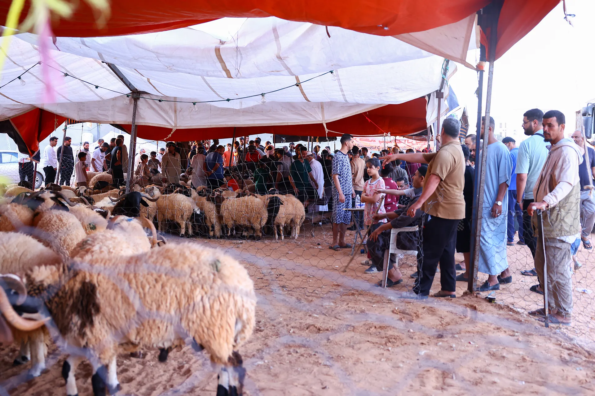 ارتفاع اسعار الاضاحي في ليبيا يثير قلق المواطنين مع اقتراب عيد الاضحى