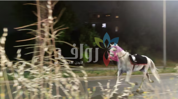 خيول تندفع في شوارع روما بعد أن أفزعها إطلاق ألعاب نارية