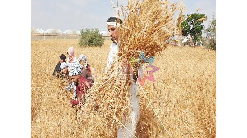 الـذهــب الأصفر.. يعود إلى الحقول ويُنعش ذاكرة الريف الأردني