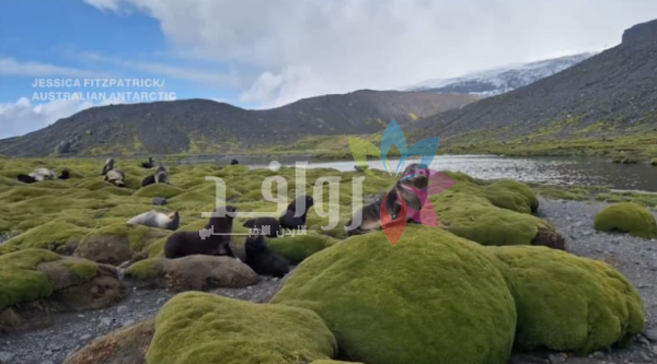 فيروس قاتل يفتك بآلاف الفقمات والبطاريق .. ماذا يحدث في هذه الجزر النائية؟