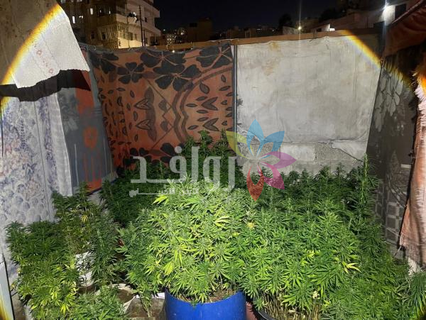 لقبض على تجار ومهربين بينهم مصنف خطر .. وضبط كوكايين وماريجوانا و150 ألف حبة مخدرة